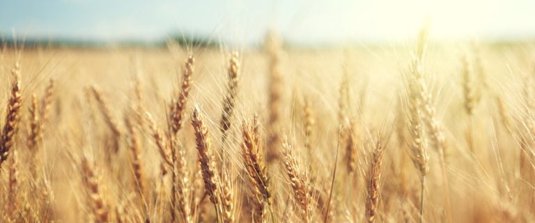 Grain
